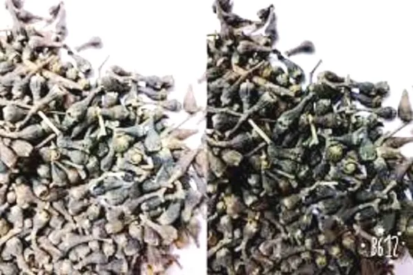 Vinarghya_Nagkesar_Kala_Nagkeshar_Mesua_Black_Nagapushpa_Hema_Gajakesara_Nageshvar_Nagesar_Indian_Rose_Chestnut_Nagchampa_Pilunagkesar_Nangaa_Narmushk_100G