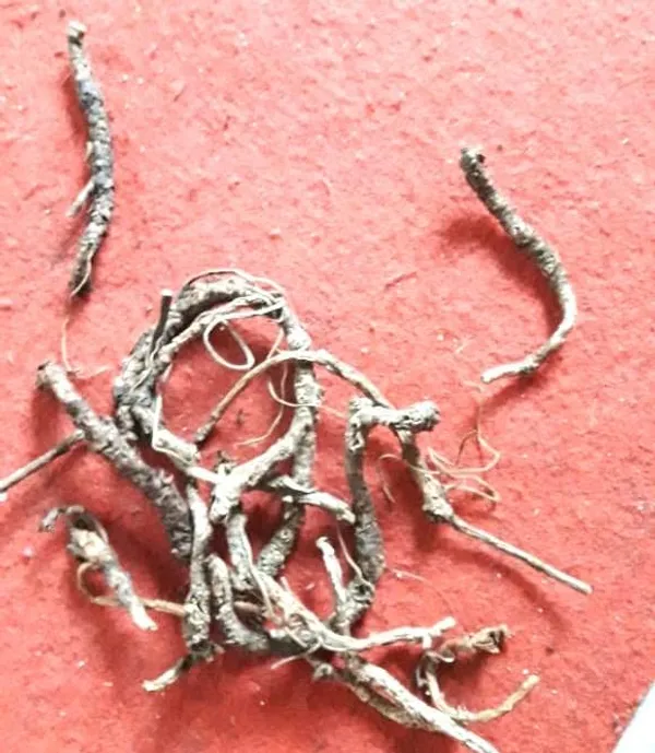 Vinarghya_–_Kutki_Herbs/_Kutaki_Jad/_Katukaa/_Katurohini/_Katuki/_Katki/_Picrorhiza_Root/_Kadu/_Kaduk/_Kalikutki/_Karru/_Katuku/_Kadugu_Rohini/_Karukarohini_–_50G