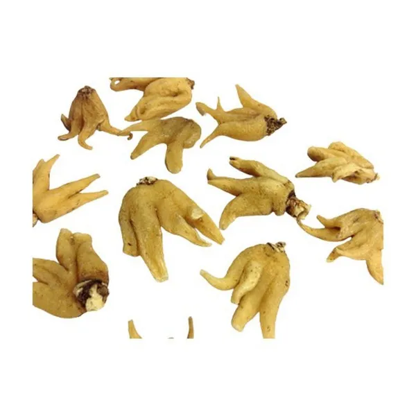 Vinarghya_–_Salampanja/_Salam/_Munjataka/_Saalam_Misri/_Salamisri/_Salum/_Hattha_Jadee/_Salem_Panja/_Angulagpa/_Salep_Orchid/_Silamishri/_Orchis_Latifolia_Linn/_Punjab_Misri/_Hath_Panja/_Hatajari/_Salab_Panja_–_20G