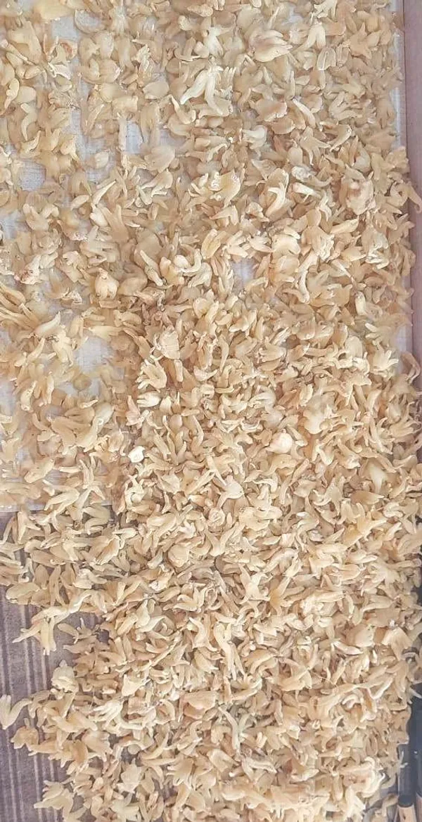 Vinarghya_–_Salampanja/_Salam/_Munjataka/_Saalam_Misri/_Salamisri/_Salum/_Hattha_Jadee/_Salem_Panja/_Angulagpa/_Salep_Orchid/_Silamishri/_Orchis_Latifolia_Linn/_Punjab_Misri/_Hath_Panja/_Hatajari/_Salab_Panja_–_20G