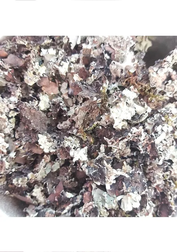 Vinarghya_–_Dagadphul/_Dagadful/_Dagad_Phul/_Black_Stone_Flower/_Kalpasi/_Chharila/_Phattar_Phool/_Rock_Moss/_Charela/_Silapuspa/_Shailaj/_Sheleyam/_Shaileyam_–_100G