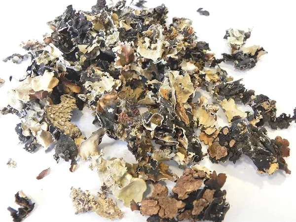 Vinarghya_–_Dagadphul/_Dagadful/_Dagad_Phul/_Black_Stone_Flower/_Kalpasi/_Chharila/_Phattar_Phool/_Rock_Moss/_Charela/_Silapuspa/_Shailaj/_Sheleyam/_Shaileyam_–_100G