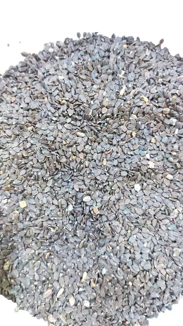 Vinarghya_-_Kala_Talmakhana/_Black_Talimkhana/_Asteracantha_Longifolia/_Hygrophila/_Kulikanta/_Nirmulli/_Gokulakanta/_Kuliyakhara/_Shrigali/_Ikshura/_Kokilaaksha_–_50G