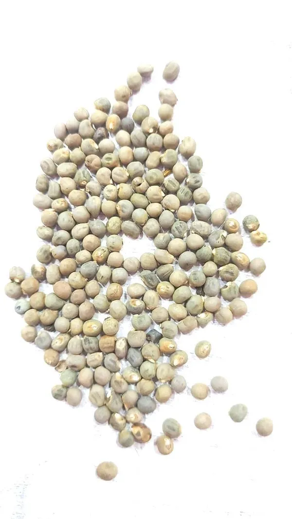 Vinarghya_-_Jangali_Bhendi_Bij/_Jangli_Bhindi_Beej/_Kaadu_Bende/_Chavra/_Choura/_Usipak/_Kantalo_Bhende/_Jungli_Bhindi/_Raan_Bhendi_-_100G