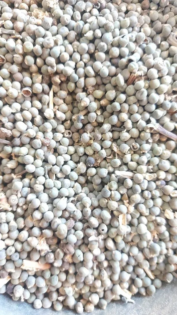 Vinarghya_-_Jangali_Bhendi_Bij/_Jangli_Bhindi_Beej/_Kaadu_Bende/_Chavra/_Choura/_Usipak/_Kantalo_Bhende/_Jungli_Bhindi/_Raan_Bhendi_-_100G