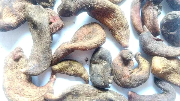Vinarghya_Kakarsingi_Unchi_Kakran_Standard_Chakrangi_Kakada_Shringi_Premium_Kakiasing/_Kakkar_Kakkata_Shinigi_Mastagi_Desi_काकरा_सिंगी_100G