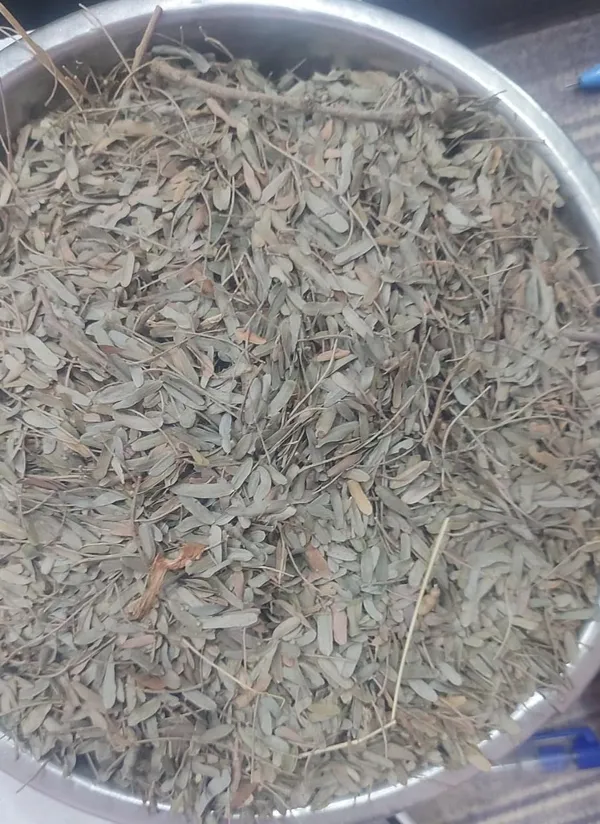 Vinarghya_–_Indian_Gooseberry_Leaves/_Dried_Amla_Patta/_Aonla_Patti/_Amloki/_Nelli/_Amalki_Leaf/_Anwla/_Bahu_Muli/_Aamalaka_Parn/_Omala/_Avalo_–_100G