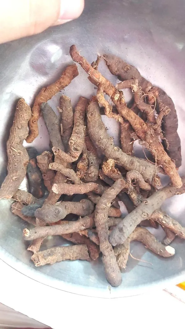 Vinarghya_–_Anjbar_Root/_Anjwar/_Polygonum_Viviparum/_Alpine_Bistort/_Knotgrass/_Bannalia/_Bijband/_Endrani/_Miromati/_Bird_Weed/_Low_Grass_–_100G