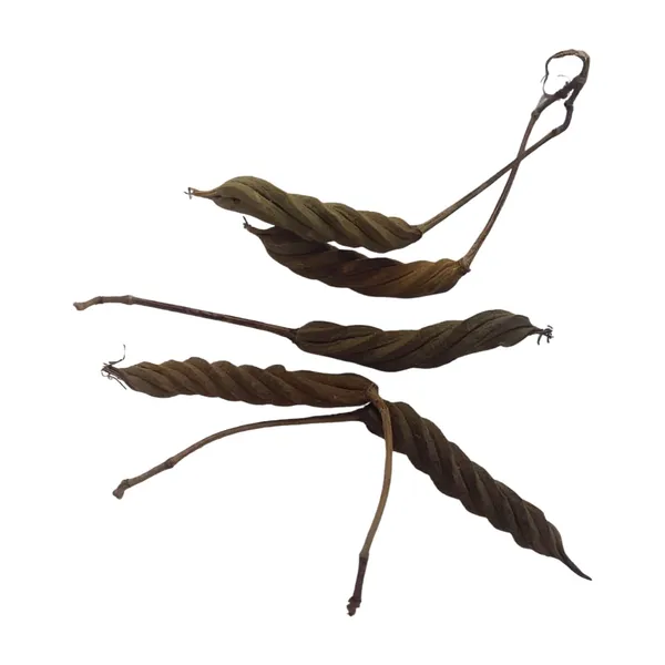 Vinarghya_–_Marodfalli/_Murad_Phalli/_Muradphalli/_Helicteres_Isora/_Marorphali/_Indian_Screw/_Marori/_Atmora/_Mriga_Shinga/_Muradsheng_–_100G