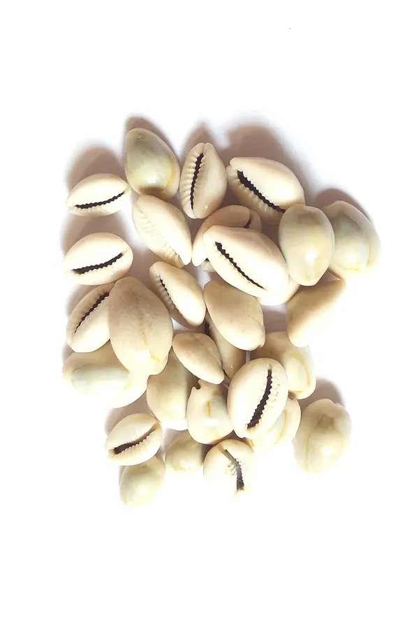 Vinarghya_–Natural_Kaudi_Seed/_Laxmi_Kaudi_Seed/_Sadha_Kawadi/_Kavadi/_Kawdi/_Kavdi/_Kodi/_Kowdi/_Cowry/_कौड़ी_/_कवडी_–_108Pcs