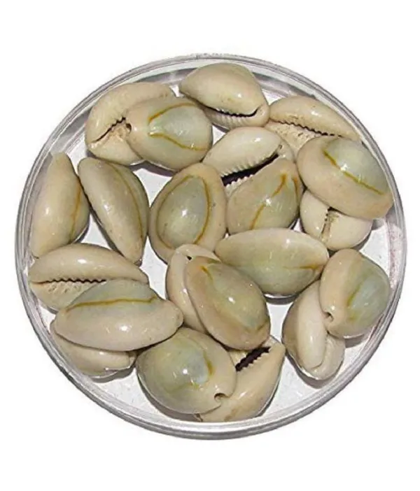 Vinarghya_–Natural_Kaudi_Seed/_Laxmi_Kaudi_Seed/_Sadha_Kawadi/_Kavadi/_Kawdi/_Kavdi/_Kodi/_Kowdi/_Cowry/_कौड़ी_/_कवडी_–_108Pcs