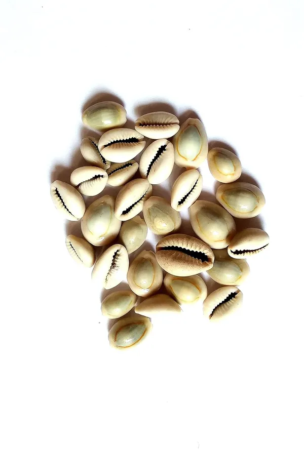 Vinarghya_–Natural_Kaudi_Seed/_Laxmi_Kaudi_Seed/_Sadha_Kawadi/_Kavadi/_Kawdi/_Kavdi/_Kodi/_Kowdi/_Cowry/_कौड़ी_/_कवडी_–_108Pcs