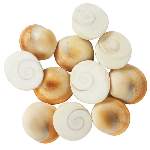 Vinarghya_–_Natural_And_Very_Rare_Siddha_Gomati_Chakra_(11_Pcs)_/_Rakta_Gunja_Chirmi_Beads_(51_Pcs)_/_Pili_Kaudi_Kawdi_(11_Pcs)_For_Goddess_Lakshmi_&_Vastu
