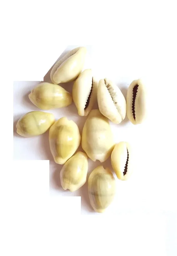 Vinarghya_–_Natural_And_Very_Rare_Siddha_Gomati_Chakra_(11_Pcs)_/_Rakta_Gunja_Chirmi_Beads_(51_Pcs)_/_Pili_Kaudi_Kawdi_(11_Pcs)_For_Goddess_Lakshmi_&_Vastu
