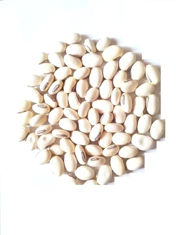 Vinarghya_–_Kaunch_Seed_Full_White/_Safed_Kaunch_Beej/_Mucuna_Pruriens/_Kapikachchhu/_Konch/_Gonca/_Kavach/_Tatgajuli/_Banar_Kakua/_Naikuruna/_Baikhujnee/_Poonaikkali/_Doolagondi_–_200G