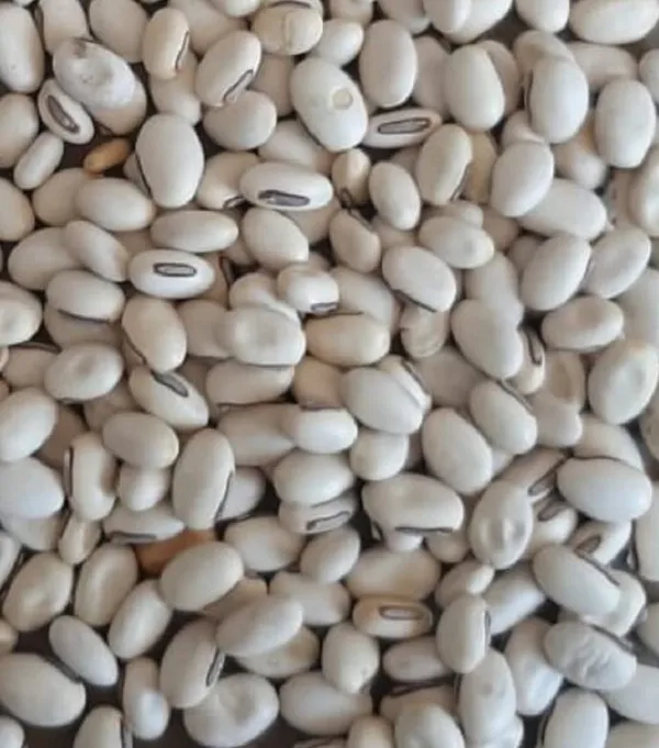 Vinarghya_–_Kaunch_Seed_Full_White/_Safed_Kaunch_Beej/_Mucuna_Pruriens/_Kapikachchhu/_Konch/_Gonca/_Kavach/_Tatgajuli/_Banar_Kakua/_Naikuruna/_Baikhujnee/_Poonaikkali/_Doolagondi_–_200G