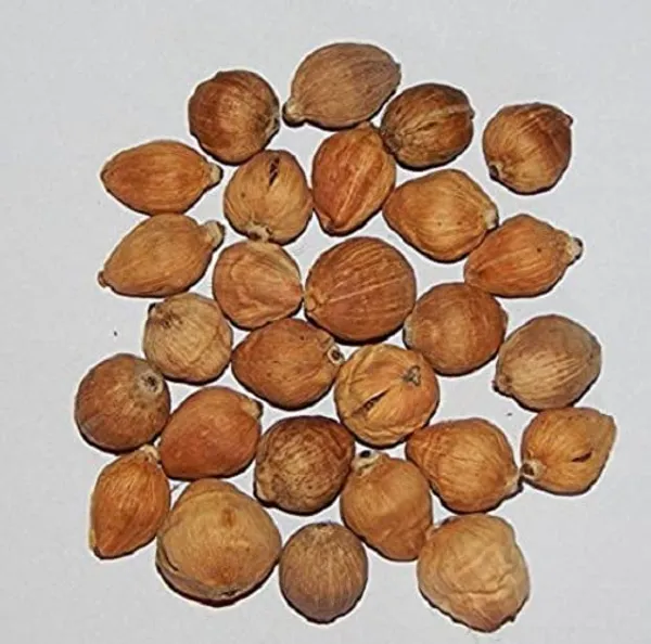 Vinarghya_Mahalakshmi_Small_Coconut_Laghu_Shreefal_Jangali_Laghu_Nariyal_Chota_Shrifal_Dev_Nariyal_-_108_Pcs