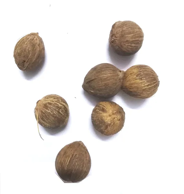 Vinarghya_Mahalakshmi_Small_Coconut_Laghu_Shreefal_Jangali_Laghu_Nariyal_Chota_Shrifal_Dev_Nariyal_-_108_Pcs