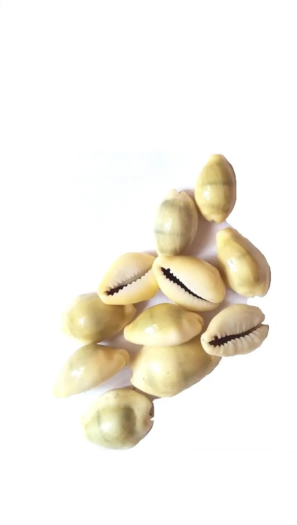 Vinarghya_–_Yellow_Kaudi/_Peeli_Kawdi/_Pili_Kowdi/_Laxmi_Kaudi/_Cowry/_Cowrei/_कौड़ी_/_कवडी_–_21_Pcs