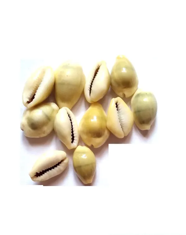 Vinarghya_–_Yellow_Kaudi/_Peeli_Kawdi/_Pili_Kowdi/_Laxmi_Kaudi/_Cowry/_Cowrei/_कौड़ी_/_कवडी_–_21_Pcs
