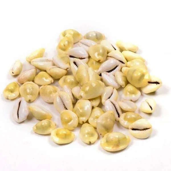 Vinarghya_-_Yellow_Kaudi/_Peeli_Kawdi/_Pili_Kowdi/_Laxmi_Kaudi/_Cowry/_Cowrei/_कौड़ी_/_कवडी_-_5Pcs