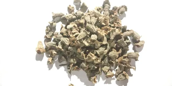Vinarghya_-_Waykhumbha/_Vaikumbha/_Vaykumbhaa/_Waykumbha/_Karna_Phool/_Bay_Khumba/_Careya_Arborea/_Vakumbha/_Kumbhi/_Baikhumba_–_900G