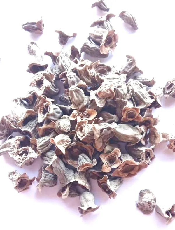 Vinarghya_-_Waykhumbha/_Vaikumbha/_Vaykumbhaa/_Waykumbha/_Karna_Phool/_Bay_Khumba/_Careya_Arborea/_Vakumbha/_Kumbhi/_Baikhumba_–_900G