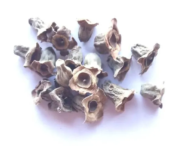 Vinarghya_-_Waykhumbha/_Vaikumbha/_Vaykumbhaa/_Waykumbha/_Karna_Phool/_Bay_Khumba/_Careya_Arborea/_Vakumbha/_Kumbhi/_Baikhumba_–_900G