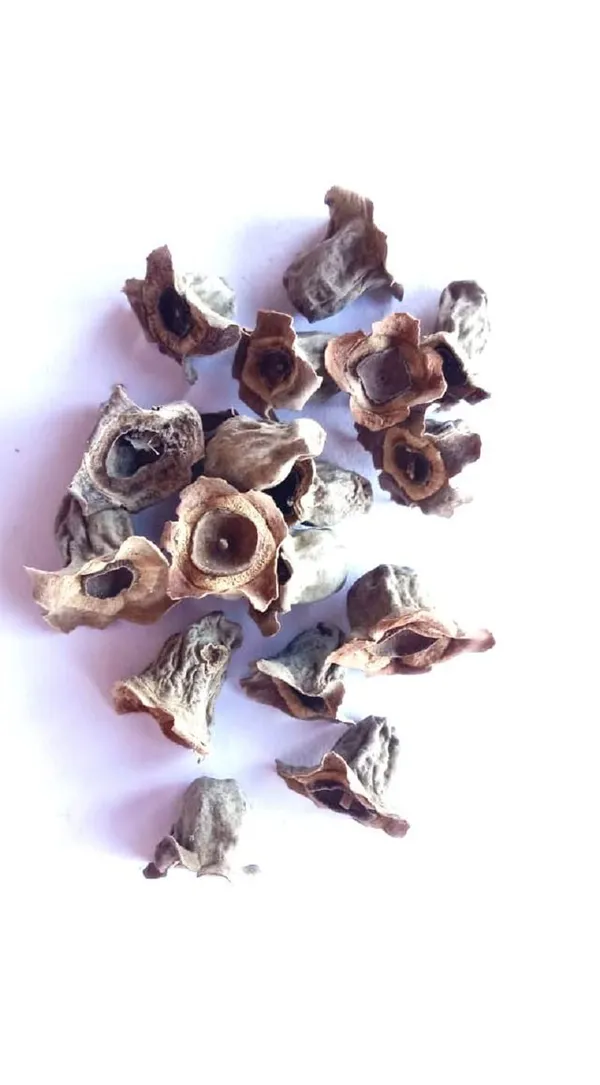 Vinarghya_-_Waykhumbha/_Vaikumbha/_Vaykumbhaa/_Waykumbha/_Karna_Phool/_Bay_Khumba/_Careya_Arborea/_Vakumbha/_Kumbhi/_Baikhumba_–_900G
