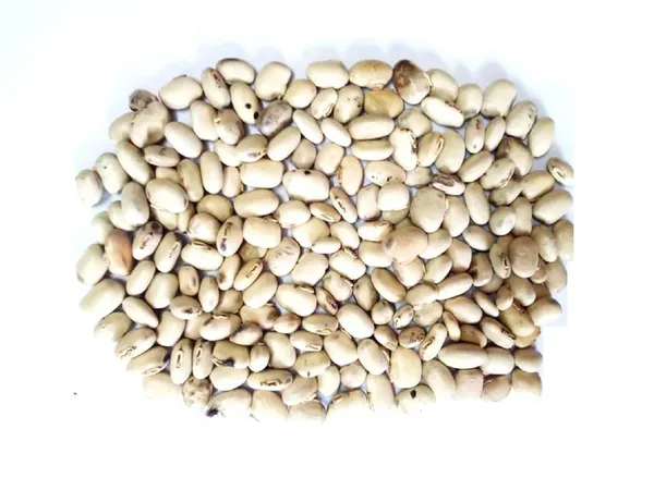 Vinarghya_–_White_Kaunch_Seed/_Safed_Konch/_Mucuna_Pruriens/_Kapikachchhu/_Gonca/_Kavach/_Tatgajuli/_Baikhujnee/_Poonaikkali/_Doolagondi_–_900G
