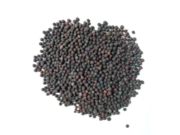 Vinarghya_–_Vidanga/_Vavding/_Vizalari/_Wawerung/_Amogha/_Baobadang/_Ambati/_Vayuvidangam/_Embelia_Ribes/_False_Black_Peper/_विडंग_वावडिंग_–_900G