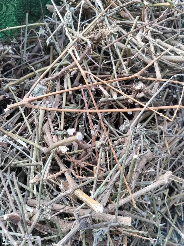 Vinarghya_–_Apamarg_Dried/_Achyranthes_Aspera/_Aghata/_Latjira/_Chirchita/_Katalati/_Nayurivi/_Uttaraene_–_100_G