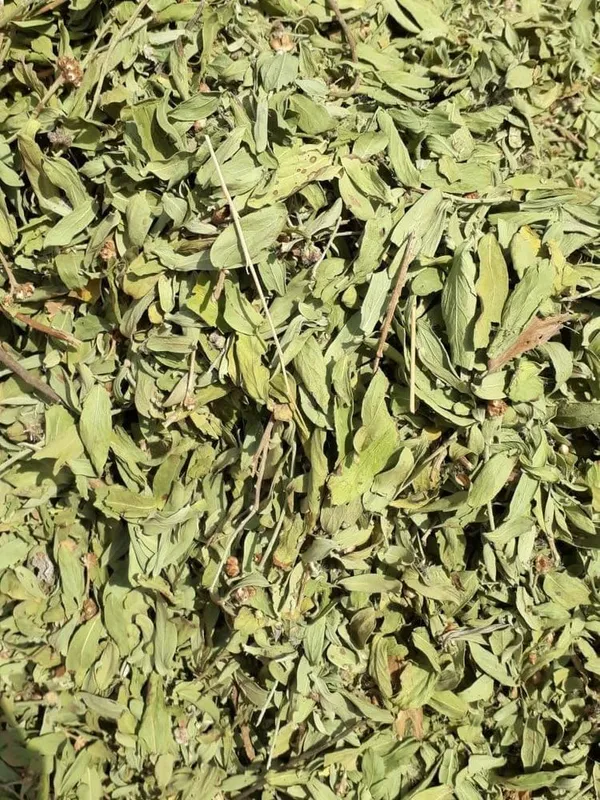 Vinarghya_–_Rasna_Patti/_Rasana_Leaves_Dry/_Rasnaptii/_Rashna_Pattee/_Phaar/_Elaparni/_Rasya/_Surasa/_Pluchea_Lanceolata/_रसना_पत्ती_–_100_Gm