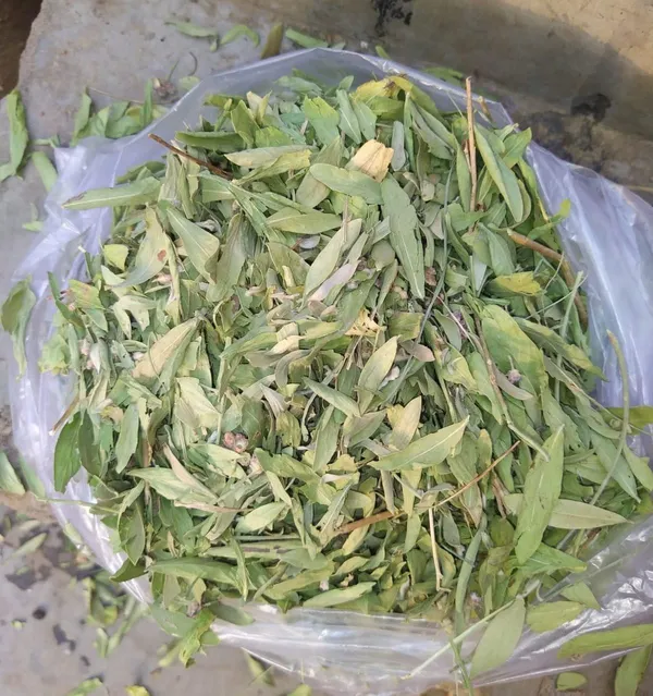 Vinarghya_–_Rasna_Patti/_Rasana_Leaves_Dry/_Rasnaptii/_Rashna_Pattee/_Phaar/_Elaparni/_Rasya/_Surasa/_Pluchea_Lanceolata/_रसना_पत्ती_–_100_Gm