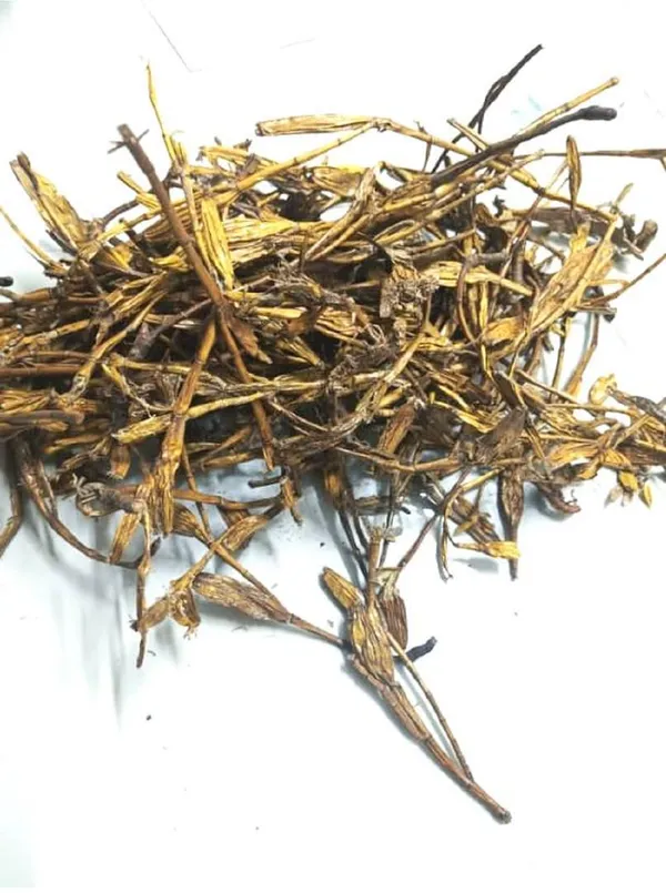 Vinarghya_–_Jivanti_Jad/_Jeevanti_Mul/_Leptadenia_Reticulata_Root/_Jiwanti/_Jeewanti/_Dori/_Bhadjivai/_Dodi_Saka/_Haranvel/_Kalasa/_Jivani/_Palaikkodi_–_100G