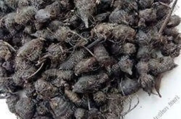 Vinarghya_–_Nut_Grass/_Nagarmotha/_Java_Grass/_Purple_Nutsedge/_So_Ab_Kufi/_Musta/_Cyperus_Rotundus/_नागरमोथा_–_200G