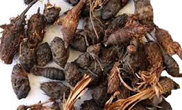 Vinarghya_–_Nut_Grass/_Nagarmotha/_Java_Grass/_Purple_Nutsedge/_So_Ab_Kufi/_Musta/_Cyperus_Rotundus/_नागरमोथा_–_900G
