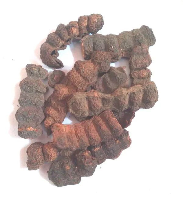 Vinarghya_-_Shikakai/_Shikekai/_Acacia_Cancinna/_Soap-Pod/_Kochi/_Cheeyakai/_Shikai/_Sheegai/_Vimala/_Amsikira/_शिकाकाई_–_400G