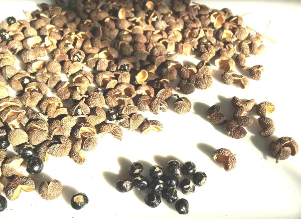 Vinarghya_–_Tirfala/_Trifala_Spice/_Teppal/_Indian_Sichuan_Pepper_Corn/_Tirfala/_Tirphala/_Tefla/_Chirphala/_Tejovati/_Tumbru_Fruit/_Tilfda_–_100_Gm