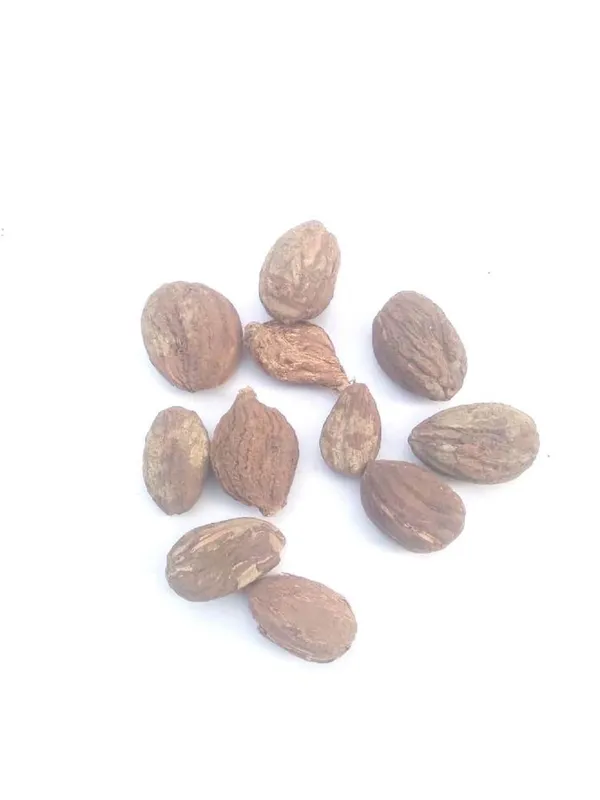 Vinarghya_–_Salam_Gatta/_Salab_Gatta/_Salam_Gutta/_Saalab_Gattha/_Salep_Orchid_Root/_Orchis_Mascula/_Fingerwurz/_Khaya_Rubah/_Munjataka/_Khusyatus_Salab_–_20G