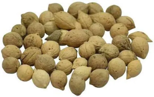 Vinarghya_–_Putravanti/_Jiyaputa/_Lucky_Bean_Tree/_Putranjeev/_Putranjiva_Roxburghil/_Aman/_Puttilanni/_Jivanputra/_Putranibi/_Pomkalam_–_100_Gm
