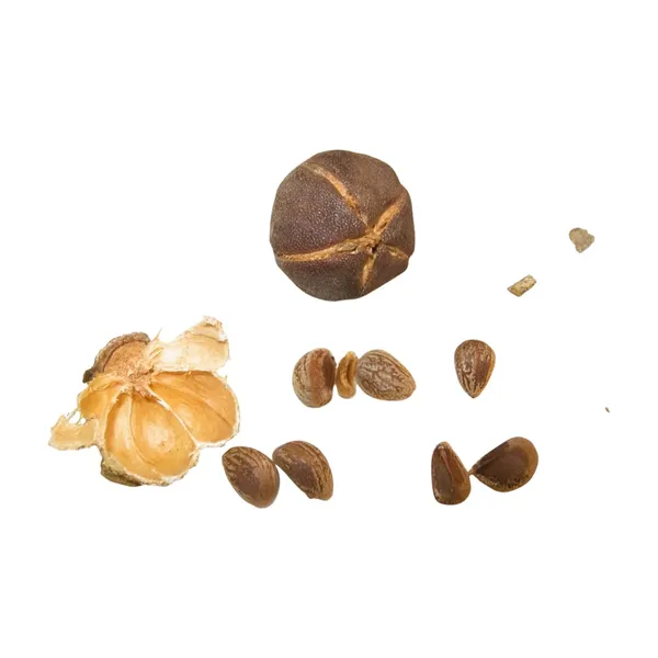 Vinarghya_–_Paras_Phal/_Indian_Tulip_Tree/_Paras_Pipal_Fal/_Paras_Piplo/_Paraspipul/_Bugari/_Cheelaanthi/_Aashta/_Charudaru_–_100_Gm