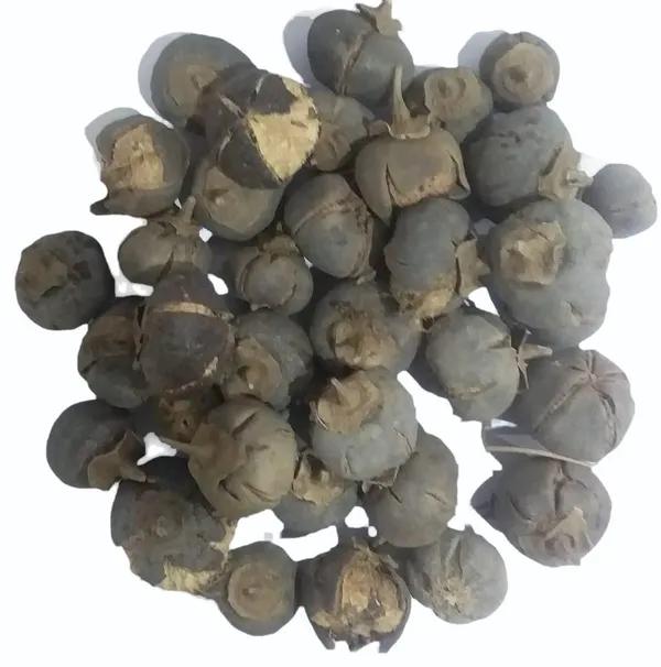 Vinarghya_–_Paras_Phal/_Indian_Tulip_Tree/_Paras_Pipal_Fal/_Paras_Piplo/_Paraspipul/_Bugari/_Cheelaanthi/_Aashta/_Charudaru_–_100_Gm