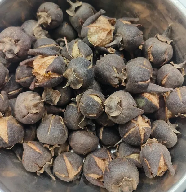 Vinarghya_–_Paras_Phal/_Indian_Tulip_Tree/_Paras_Pipal_Fal/_Paras_Piplo/_Paraspipul/_Bugari/_Cheelaanthi/_Aashta/_Charudaru_–_100_Gm