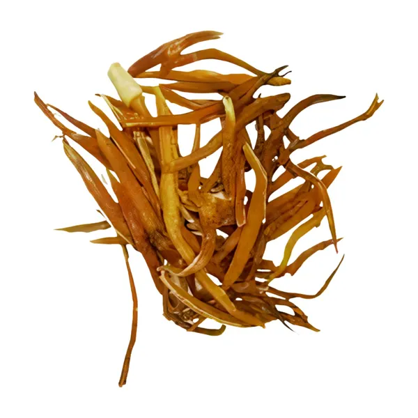 Vinarghya_-_Shatavari_Pili/_Shatavri/_Indian_Aspragus_Root_Yellow/_Nepali_Satavar/_Shatamuli_–_100G