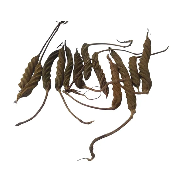 Vinarghya_–_Marodfalli/_Murad_Phalli/_Muradphalli/_Helicteres_Isora/_Marorphali/_Indian_Screw/_Marori/_Atmora/_Mriga_Shinga/_Muradsheng_–_400G