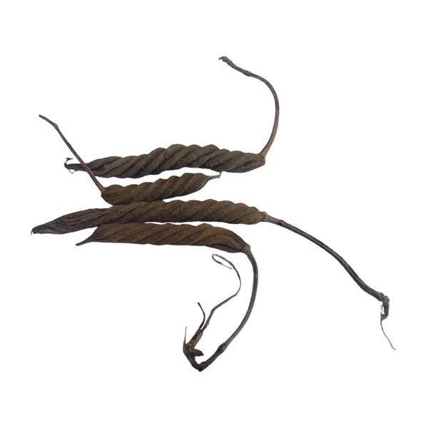 Vinarghya_–_Marodfalli/_Murad_Phalli/_Muradphalli/_Helicteres_Isora/_Marorphali/_Indian_Screw/_Marori/_Atmora/_Mriga_Shinga/_Muradsheng_–_400G