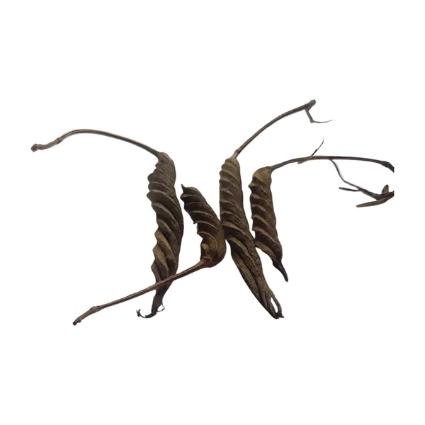 Vinarghya_–_Marodfalli/_Murad_Phalli/_Muradphalli/_Helicteres_Isora/_Marorphali/_Indian_Screw/_Marori/_Atmora/_Mriga_Shinga/_Muradsheng_–_400G