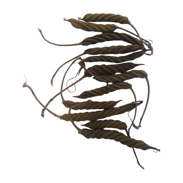 Vinarghya_–_Marodfalli/_Murad_Phalli/_Muradphalli/_Helicteres_Isora/_Marorphali/_Indian_Screw/_Marori/_Atmora/_Mriga_Shinga/_Muradsheng_–_900G