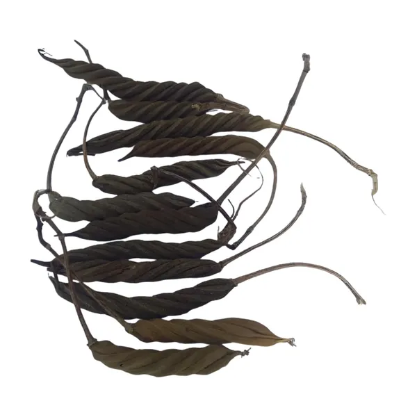 Vinarghya_–_Marodfalli/_Murad_Phalli/_Muradphalli/_Helicteres_Isora/_Marorphali/_Indian_Screw/_Marori/_Atmora/_Mriga_Shinga/_Muradsheng_–_900G